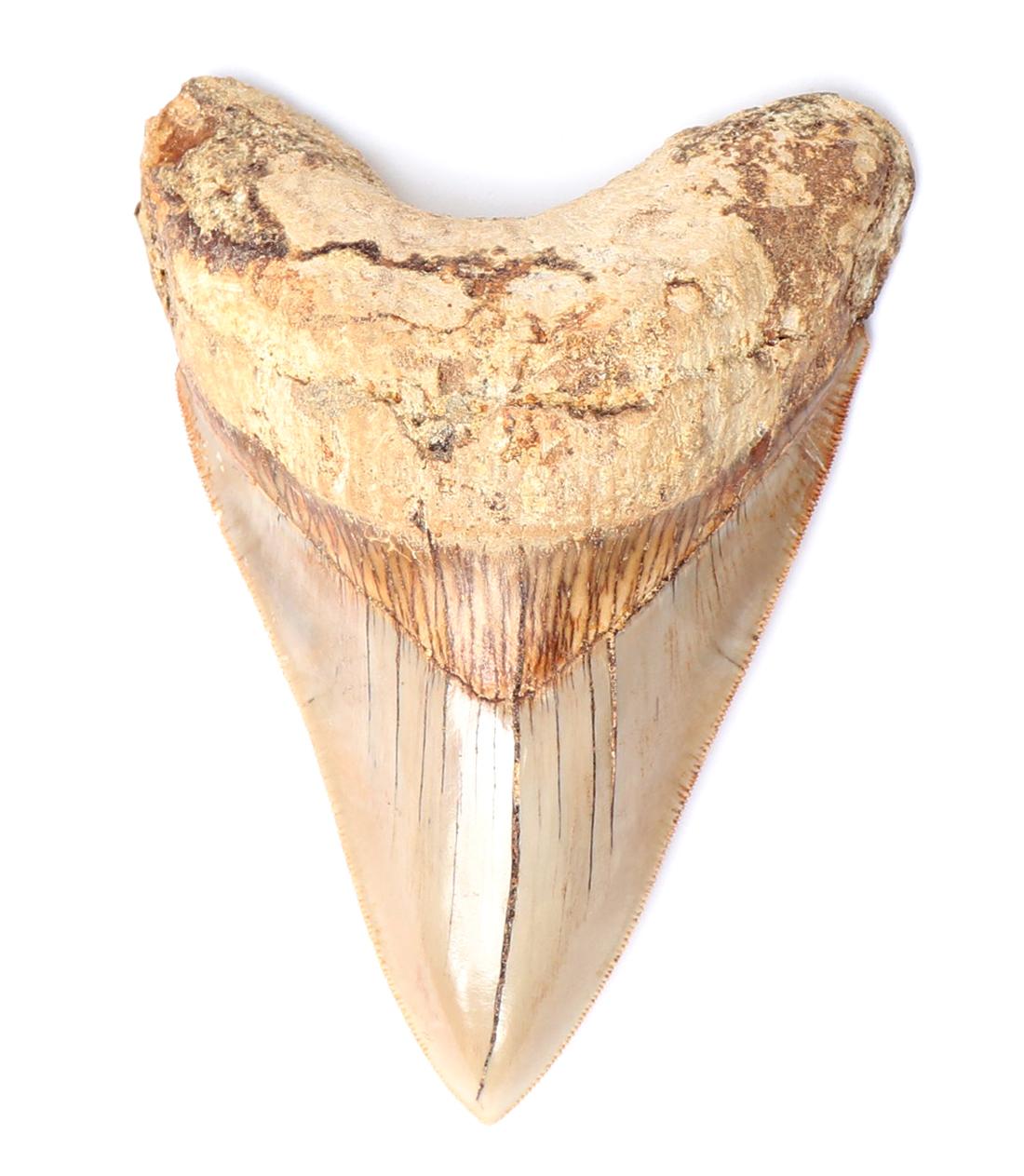 Wonderful Fossilized Megalodon Tooth