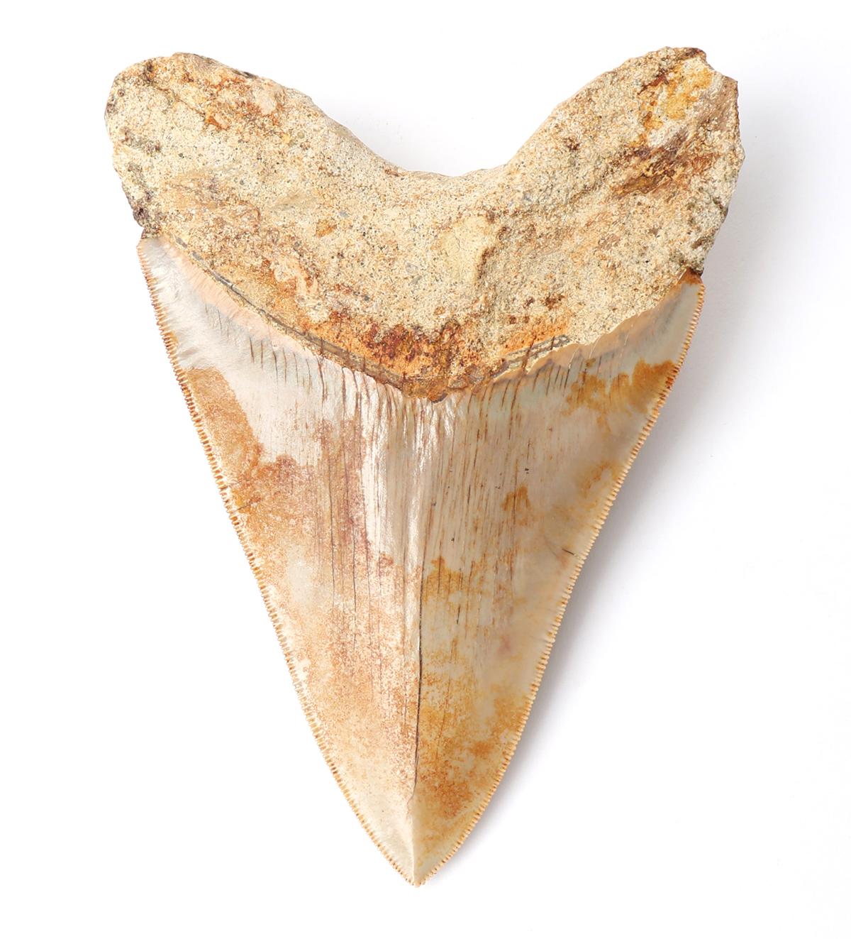 Wonderful Fossilized Megalodon Tooth