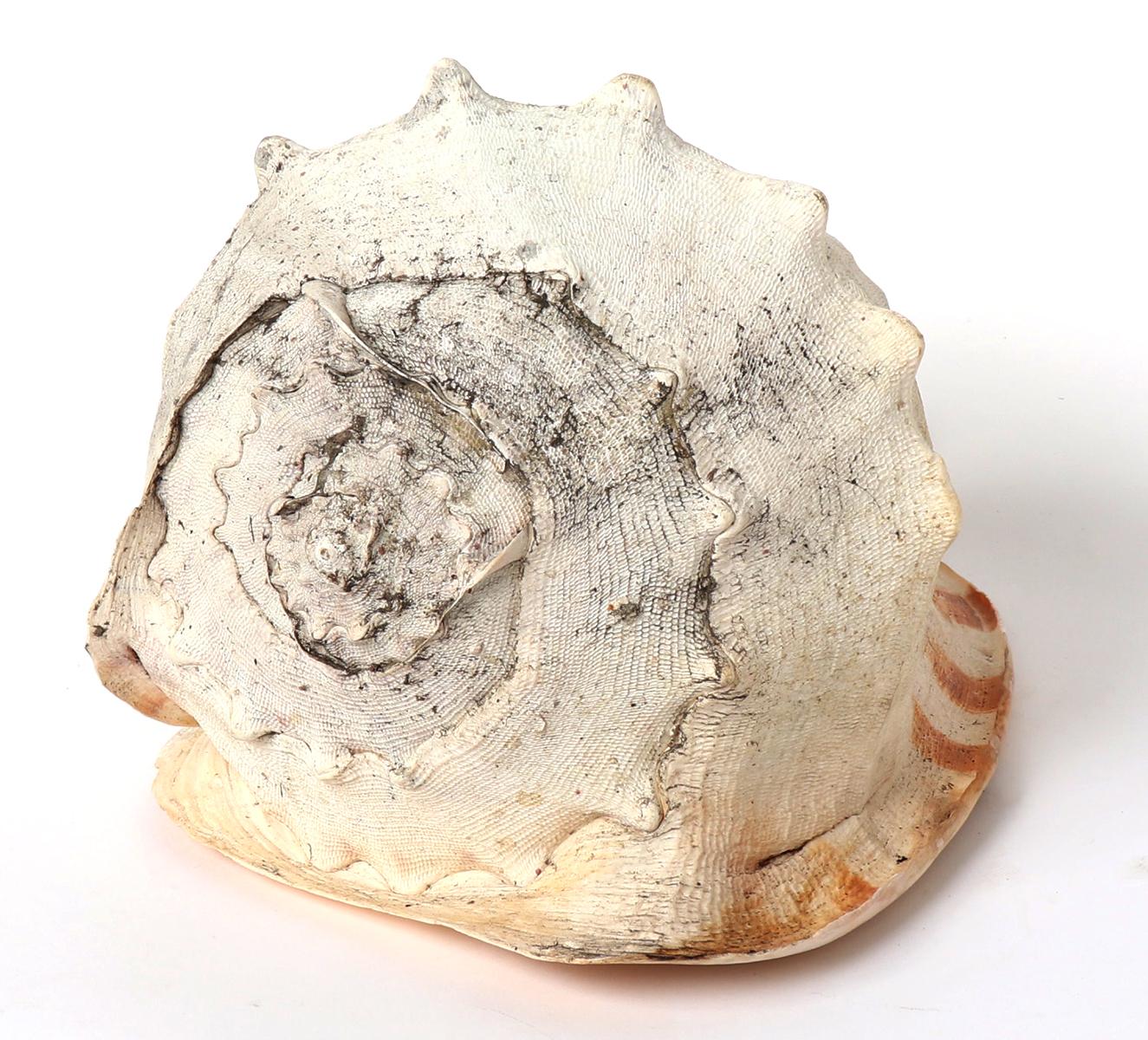 Large Helmet or Emperor Snail Shell
