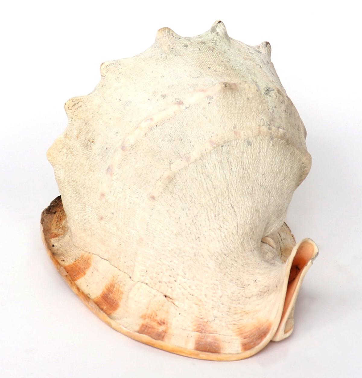 Large Helmet or Emperor Snail Shell