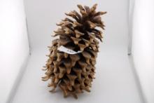 Large Coulter Pine Cone