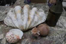 Giant Seashell and other item