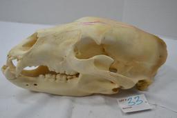 Black Bear Skull 12" Long