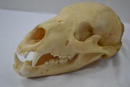 Black Bear Skull 11" Long