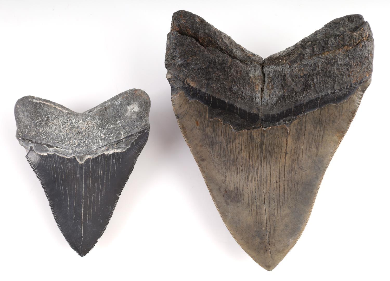 5 1/4 & 3 1/2 INCH MEGALODON SHARK TOOTH LOT OF 2