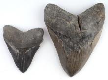 5 1/4 & 3 1/2 INCH MEGALODON SHARK TOOTH LOT OF 2