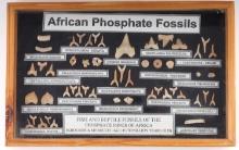 FRAME OF AFRICAN PHOSPHATE FOSSILS SHARK TEETH