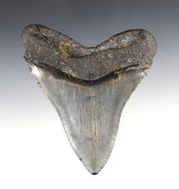 4 1/2" x 4 3/16" Fossilized Megalodon Sharks Tooth. Found in Dorchester Co., South Carolina.