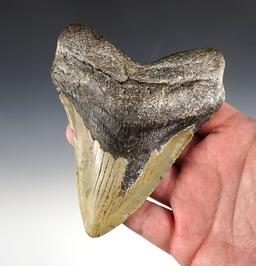 Large 5" Fossilized Megalodon Sharks Tooth found off the coast in the Carolina's.