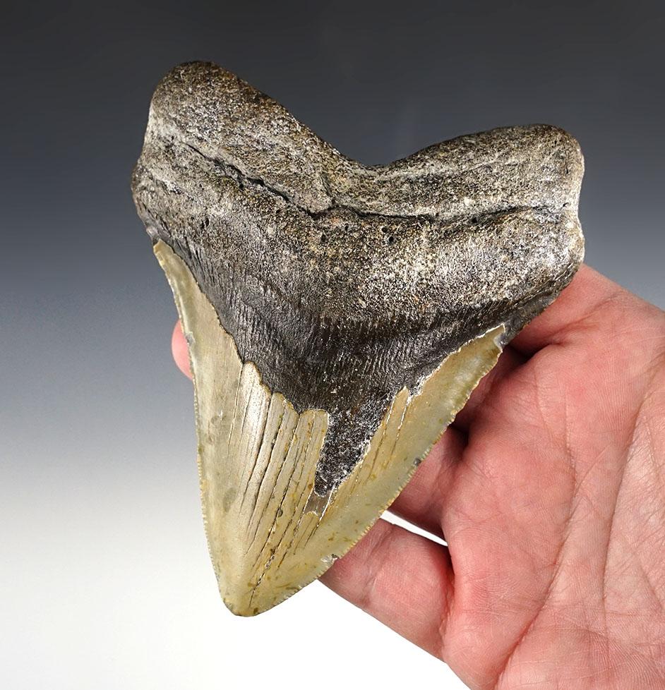 Large 5" Fossilized Megalodon Sharks Tooth found off the coast in the Carolina's.