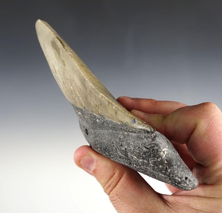 Large 5 1/4" Fossilized Megalodon Sharks Tooth found off the coast in the Carolina's.