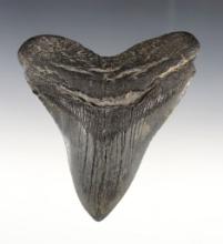 4 1/2" x 4 3/16" Fossilized Megalodon Sharks Tooth. Found in Dorchester Co., South Carolina.