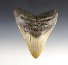 Large 4 3/4" Fossilized Megalodon Sharks Tooth found off the coast in the Carolina's.