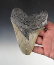 Large 5 1/4" Fossilized Megalodon Sharks Tooth found off the coast in the Carolina's.