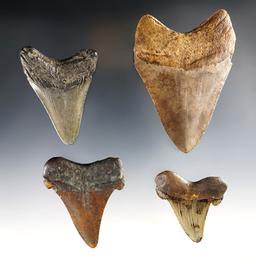 Set of 4 ancient Fossilized Sharks Teeth in good condition. The largest is 3 1/2".