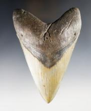 5 1/16" Megalodon Sharks Tooth with excellent symmetry.