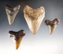 Set of 4 ancient Fossilized Sharks Teeth in good condition. The largest is 3 1/2".