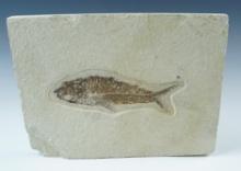 Nice display item! Ancient Fish Fossil, the fish itself measures 4 7/8".