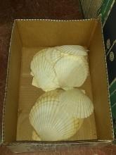 BL-Seashells