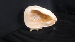 LARGE HORNED QUEEN HELMET MOLLUSK CONCH SHELL