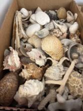 seashells nautical items