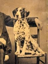 CIVIL WAR ERA TINTYPE SEATED MAN & DOG PHOTOGRAPH